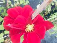 plamnek Hoshi-no-Flamenco - Clematis Hoshi-no-Flamenco