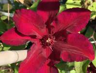 plamének - Clematis 'Stasik'