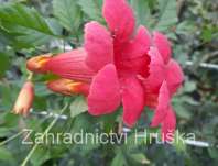 trubač - Campsis radicans 'Flamenco'