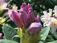 Rhododendron v sortách