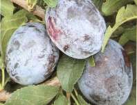 slivo vestka Stanely - Prunus domestica Stanely