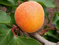 meruka obecn Goldrich - Prunus armeniaca Goldrich