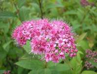 tavolník - Spiraea japonica 'Froebelii'