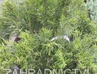 jalovec - Juniperus media 'Mint Julep'
