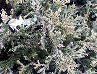 jalovec - Juniperus horizontalis 'Monther Lode'