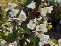 vajgelie - Weigela 'Ebony and Ivory'