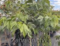 morušovník - Morus alba 'Macrophylla'