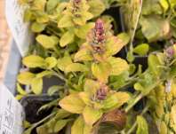 Ajuga reptans Gold Chang