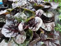 zbhovec plaziv Black Scallop - Ajuga reptans Black Scallop