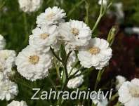 ebek bertrm - Achillea ptarmica