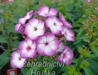Phlox paniculata Sweet Summer Purple Bicolor