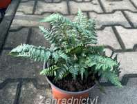 papratka - Athyrium nipponicum Pewter Lace