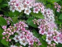 tavolník - Spiraea japonica 'Little Princess'