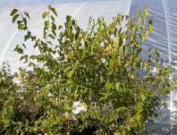 moruše - Morus alba 'Milanówek'