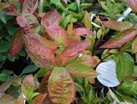 vajgelie - Weigela florida 'Wings of Fire'