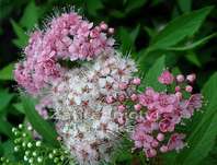 tavolník - Spiraea japonica 'Shirobana'