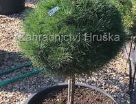 Borovice - Pinus nigra 'Bambino' KM.