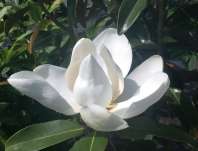 šácholan - Magnolia grandiflora 'Alta'