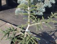 smrk - Picea orientalis 'Early Gold'