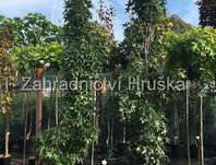 ambro zpadn Fastigiata - Liquidambar styraciflua Fastigiata
