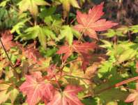 javor - Acer palmatum 'BI-HOO'