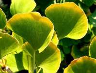 jinan - Ginkgo biloba 'Being Gold'