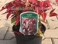 nandina - Nandina domestica 'Blush Pink'