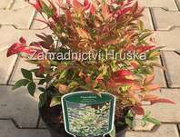 nandina - Nandina domestica 'Twilight'