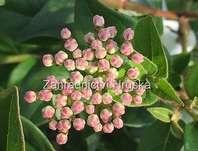 kalina - Viburnum tinus 'Eve Price'