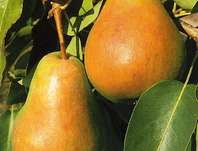 hrue obecn Erika - Pyrus communis Erika