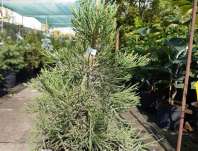 sekvojovec - Sequoiadendron giganteum 'Bart´s Green'