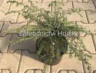 jedlovec - Tsuga canadensis 'Young Cone'