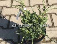 jalovec - Juniperus squamata 'Holger'
