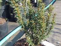 tis - Taxus baccata 'Anna'