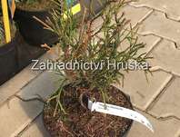 zerav - Thuja occ. 'Ohlendorffii'