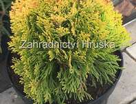 zerav - Thuja orr. 'Morgan'