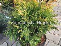 zerav - Thuja plicata 'Sun - Beam'