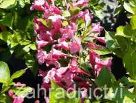 vajgelie - Weigela 'Minuet'