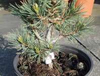 Borovice - Pinus flexilis 'Blackfoot'