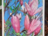 šácholan - Magnolia 'Rickii'