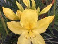 Azalea knaphill 'Luteum'