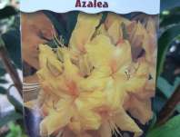 Azalea knaphill 'Anneke'