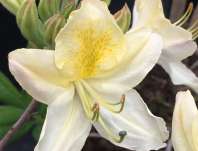 Azalea knaphill 'Daviesii'