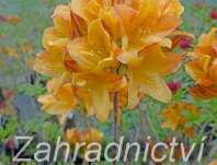 Azalea knaphill 'Gibraltar'