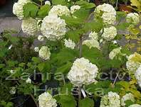 kalina - Viburnum opulus 'Roseum'