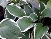 bohyška - Hosta 'Minuteman'