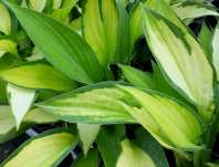 bohyška - Hosta 'Paul´s Glory'