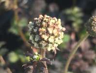 Acaena microphylla