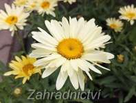Leucanthemum x superbum Broadway Lights