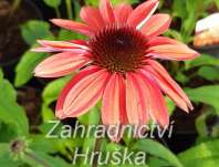 Echinacea purpurea Cheyenne Spirit